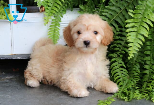 Summer Mini Goldendoodle2 image