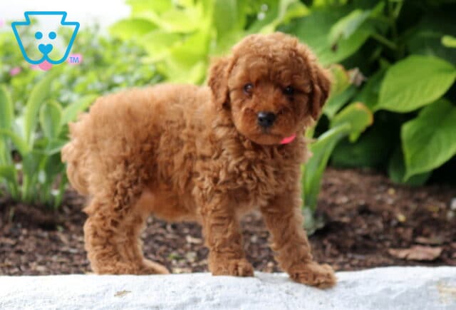 Summer Mini Poodle image