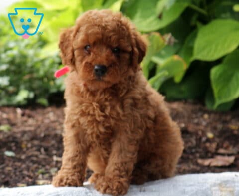 Summer Mini Poodle3
