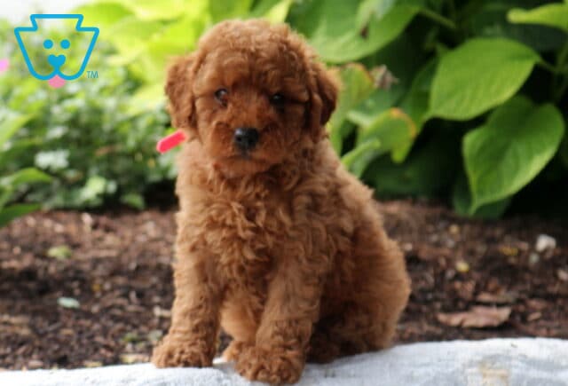 Summer Mini Poodle3 image