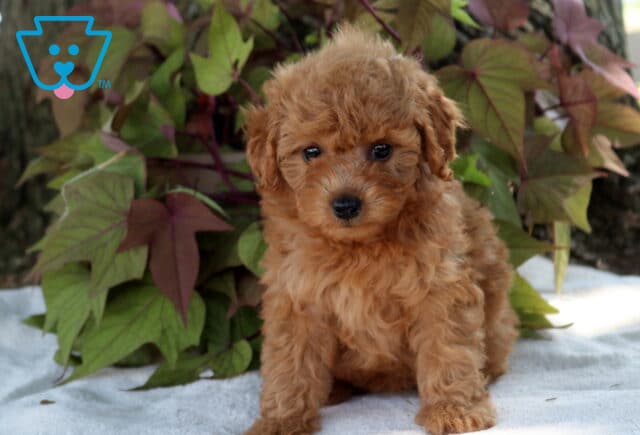 Sunshine Cavapoo image