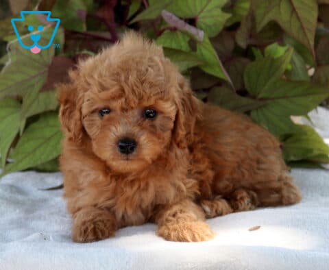 Sunshine Cavapoo2