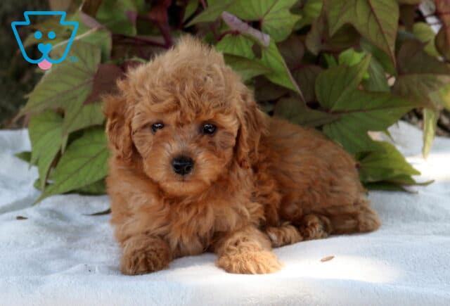 Sunshine Cavapoo2 image