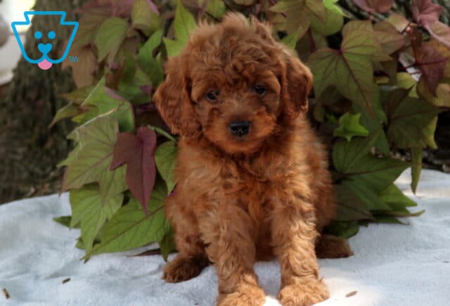 Sweetie Cavapoo image