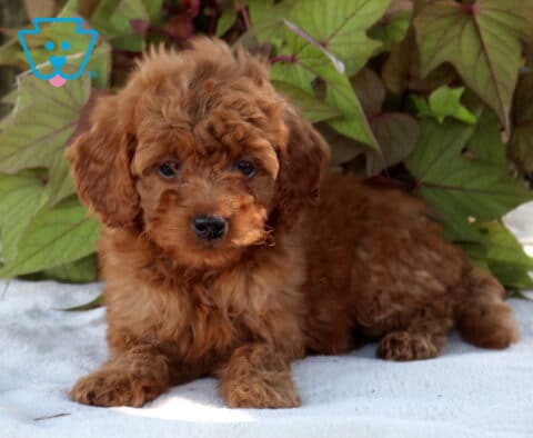 Sweetie Cavapoo2