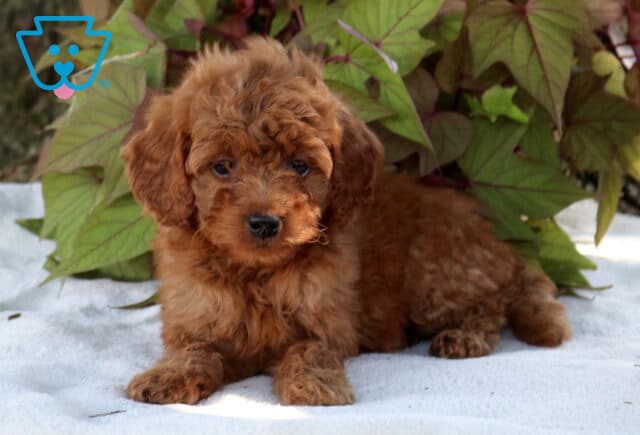Sweetie Cavapoo2 image