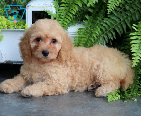 Sweetie Mini Goldendoodle
