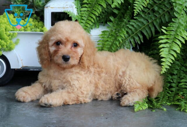 Sweetie Mini Goldendoodle image