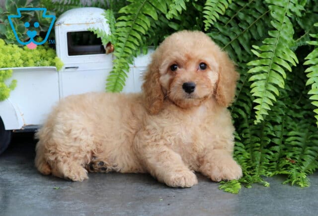 Sweetie Mini Goldendoodle2 image