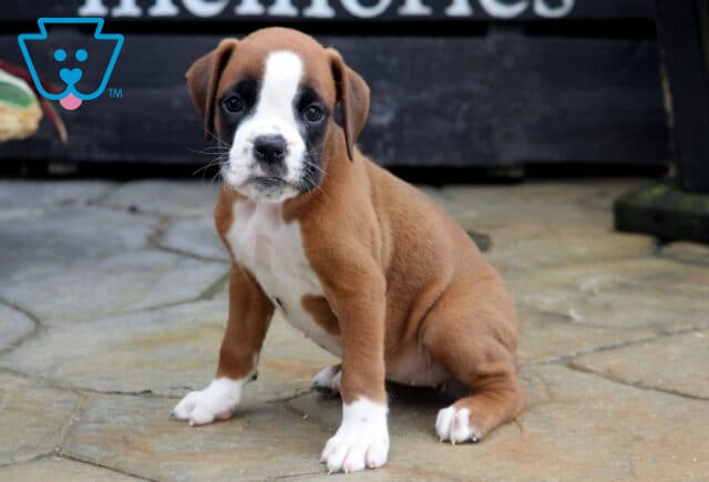 Taffy Boxer image