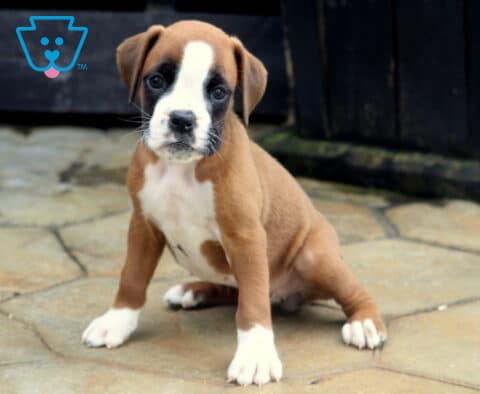 Taffy Boxer2