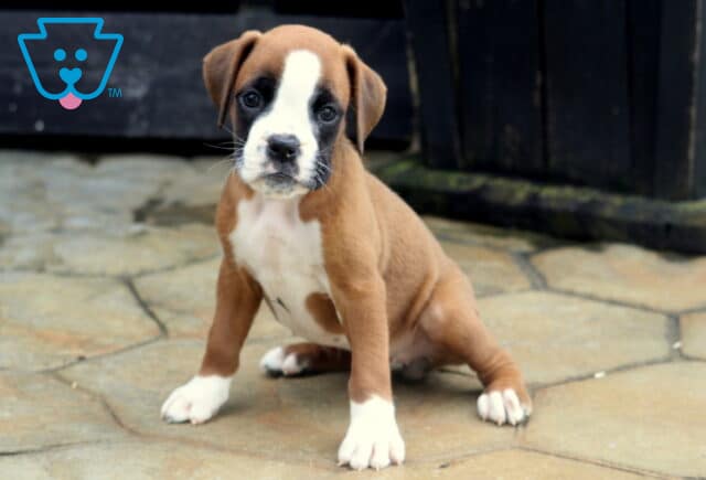 Taffy Boxer2 image