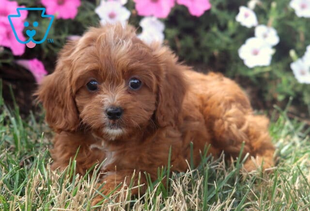 Taffy Cavapoo image
