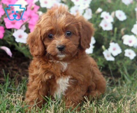 Taffy Cavapoo2