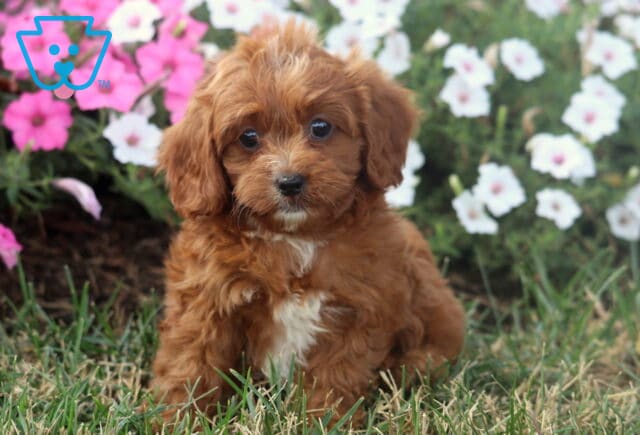 Taffy Cavapoo2 image