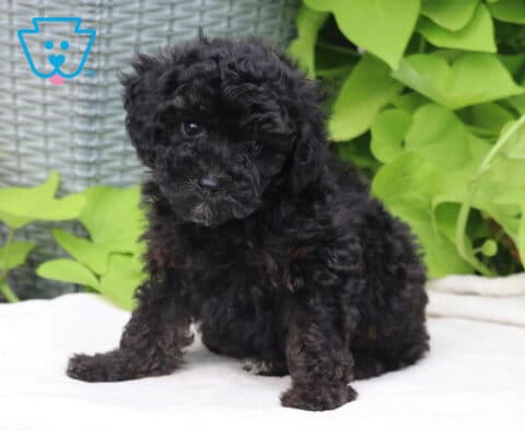 Taffy Mini Poodle