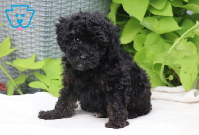 Taffy Mini Poodle image