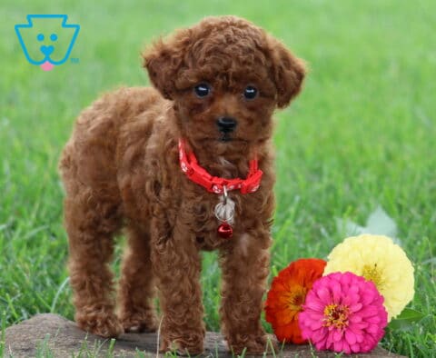 Tammy Toy Poodle