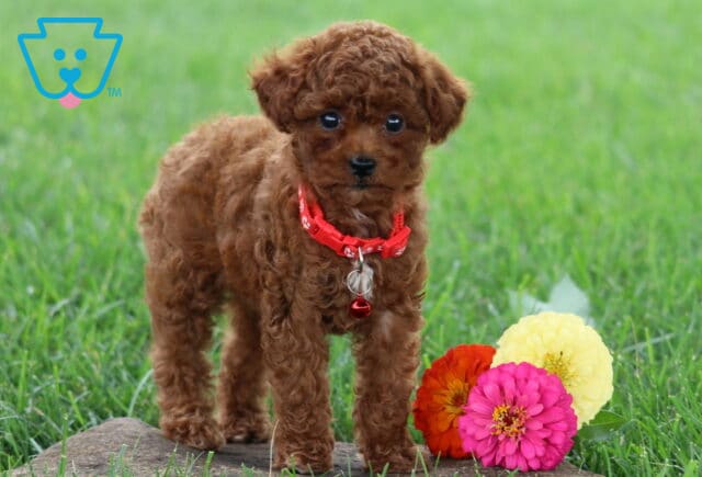 Tammy Toy Poodle image