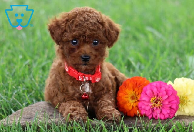 Tammy Toy Poodle2 image