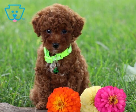Teddy Toy Poodle