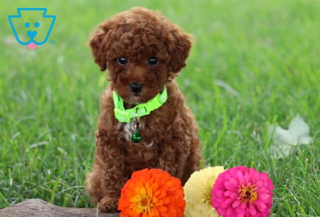 Teddy Toy Poodle image