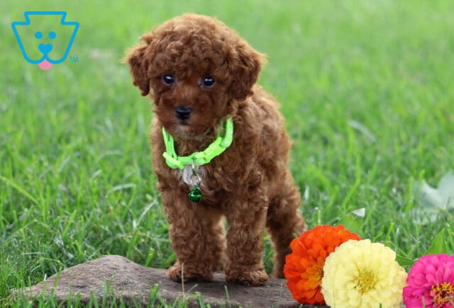 Teddy Toy Poodle2 image