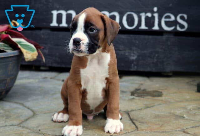 Theo Boxer image