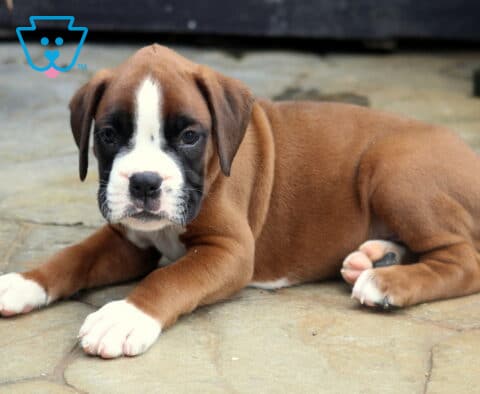 Theo Boxer2