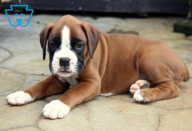 Theo Boxer2 image