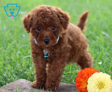 Tiger Toy Poodle