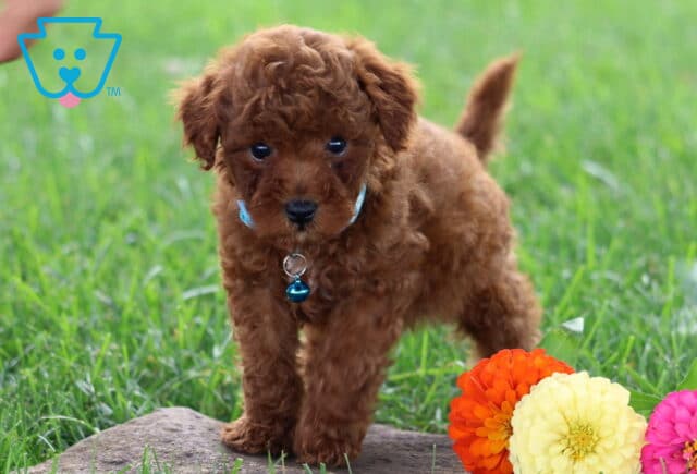 Tiger Toy Poodle image