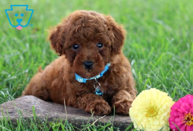 Tiger Toy Poodle2 image