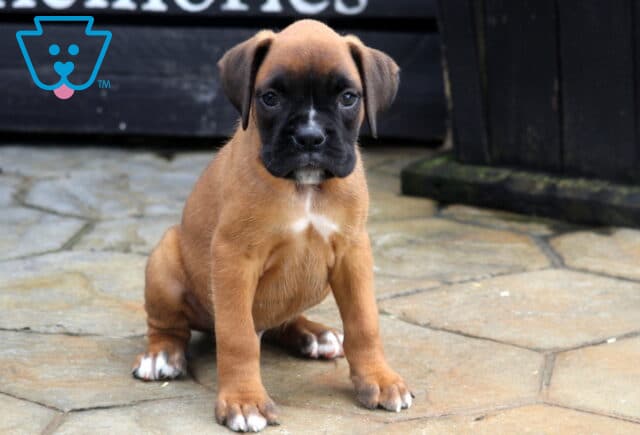 Tike Boxer image