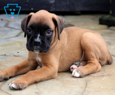 Tike Boxer2