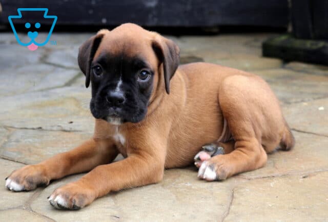 Tike Boxer2 image