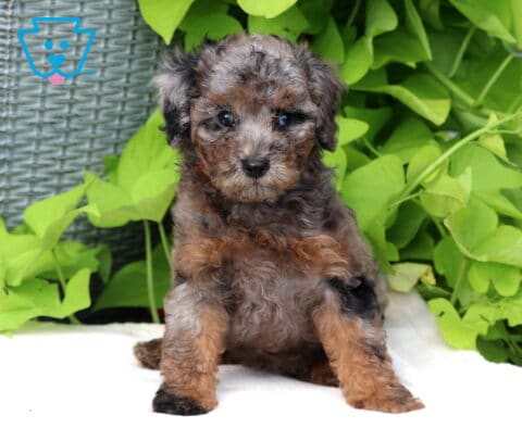 Timmy Mini Poodle