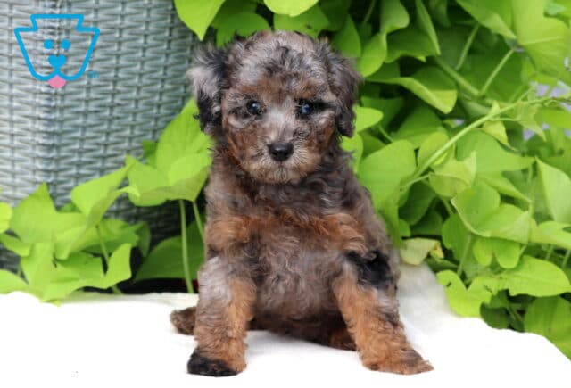 Timmy Mini Poodle image
