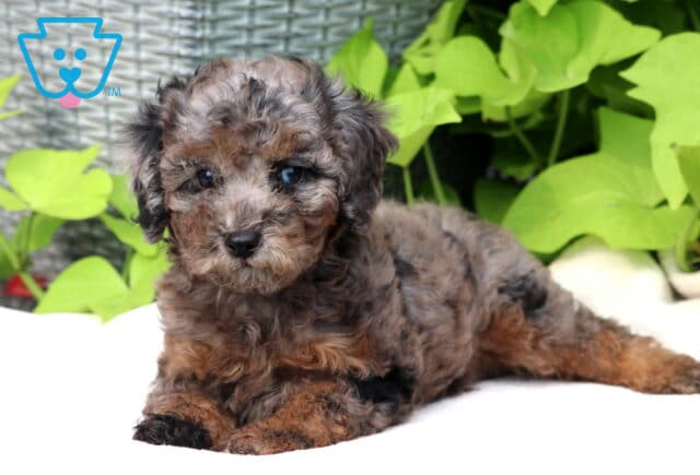 Timmy Mini Poodle2 image