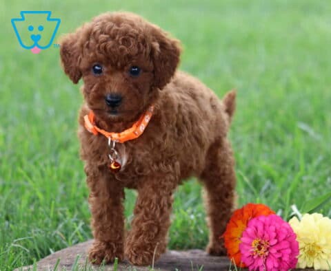 Timmy Toy Poodle