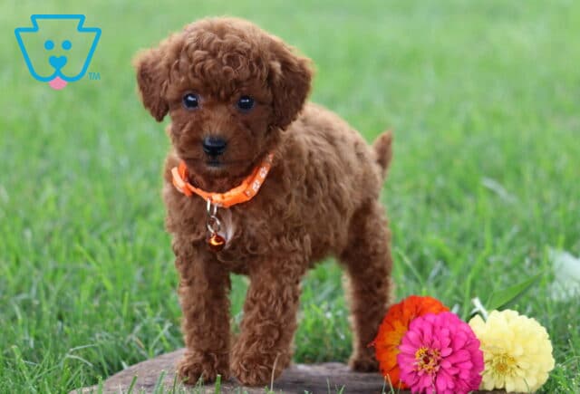 Timmy Toy Poodle image