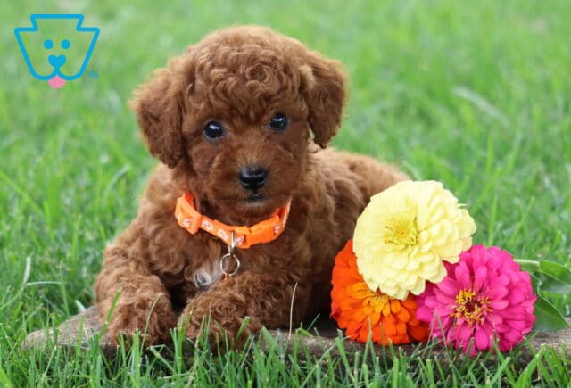 Timmy Toy Poodle2 image
