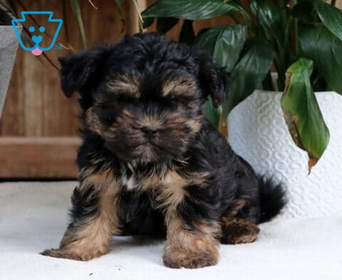 Toby Shorkie