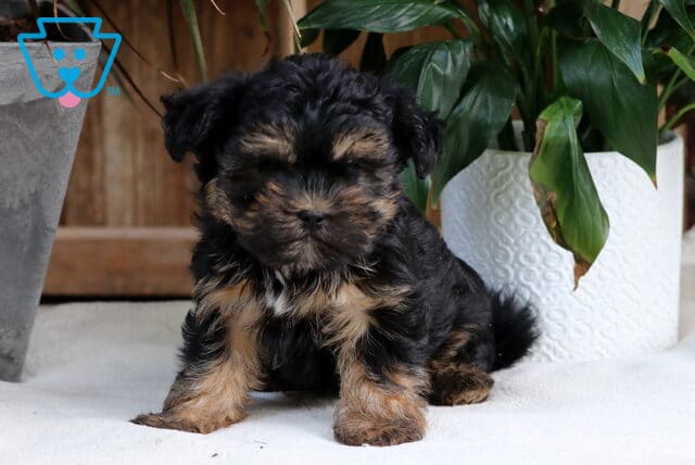 Toby Shorkie image
