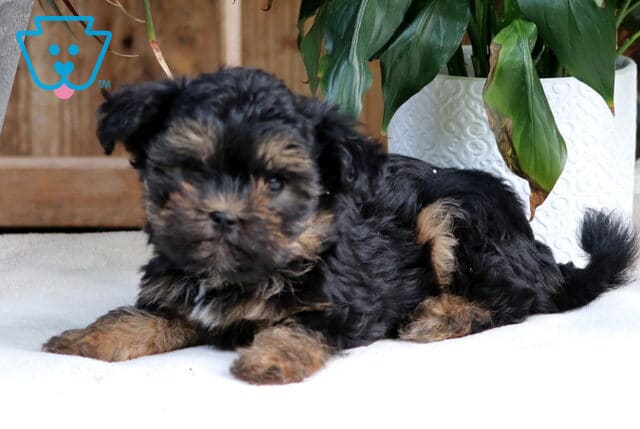 Toby Shorkie2 image