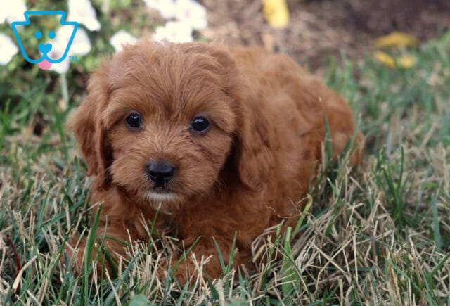 Tootsie Cavapoo image