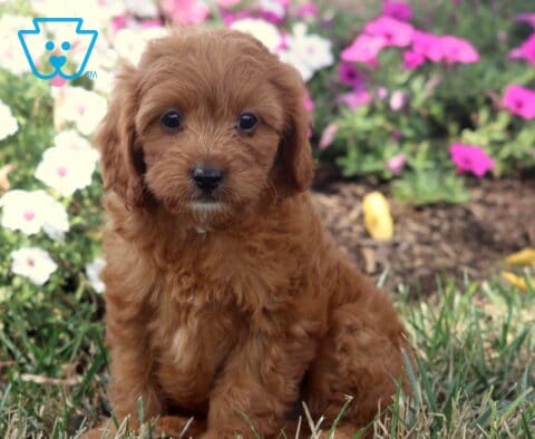 Tootsie Cavapoo2