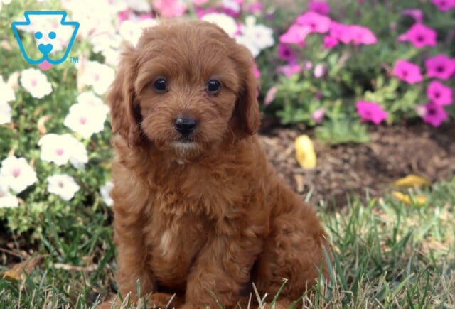 Tootsie Cavapoo2 image