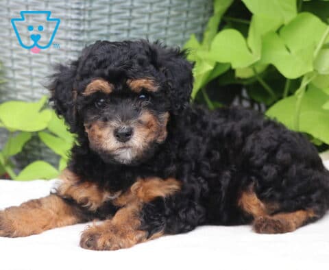 Tootsie Mii Poodle