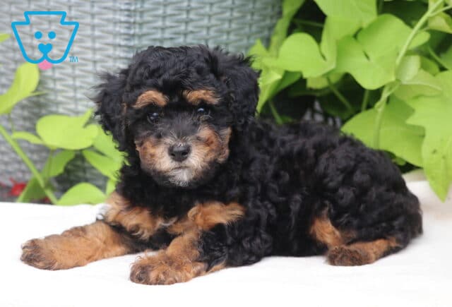 Tootsie Mii Poodle image